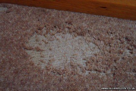 carpet damaged by clothes moths